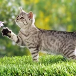 Es posible que tengas flores sin perjudicar a tu gato