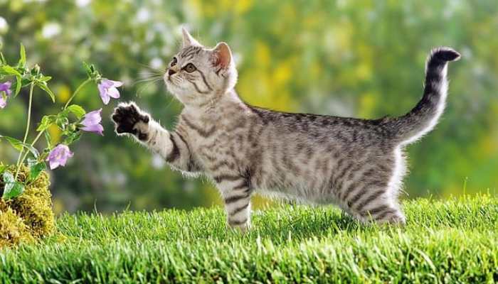 Es posible que tengas flores sin perjudicar a tu gato