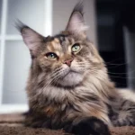 El gato maine coone a pesar de su look imponente es dócil y cariñoso