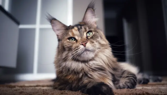 El gato maine coone a pesar de su look imponente es dócil y cariñoso