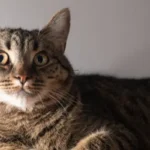 El gato europeo de pelo corto es más común de lo que parece