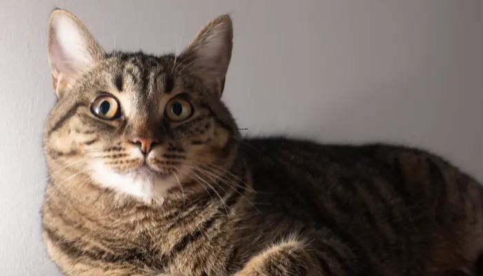 El gato europeo de pelo corto es más común de lo que parece