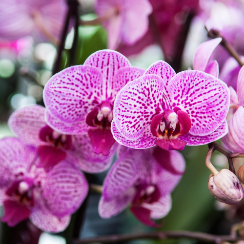 Las orquideas son flores ideales para gatos interiores