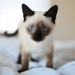 ¿Cuantos años tiene tu gato? Descúbrelo