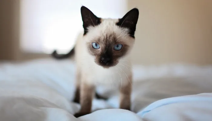 ¿Cuantos años tiene tu gato? Descúbrelo