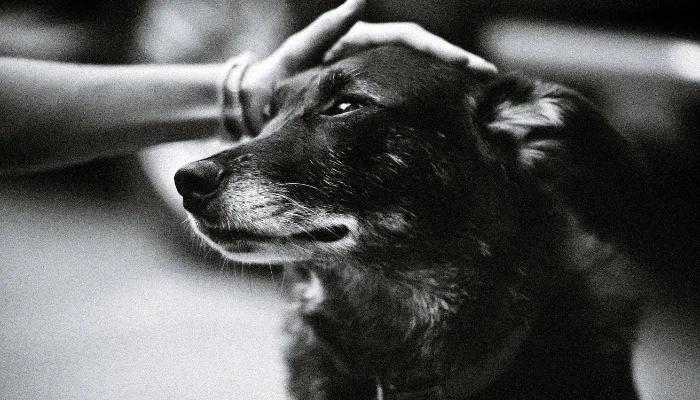 La demencia senil canina puede afectar a perros mayores