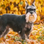 El perro schnauzer se ha convertido en una de las razas más populares