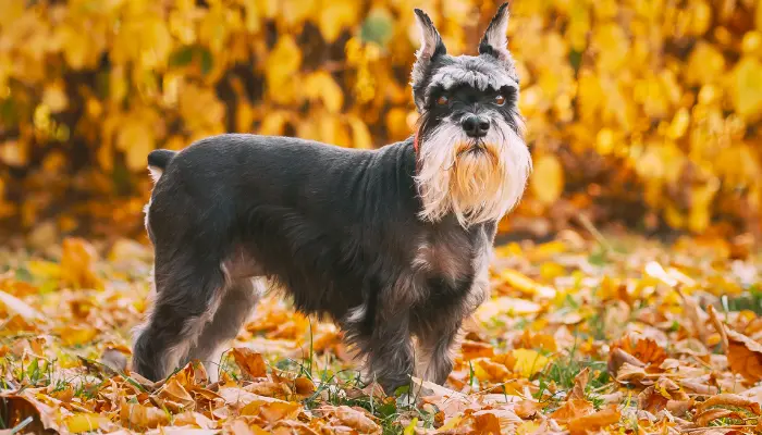 El perro schnauzer se ha convertido en una de las razas más populares