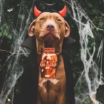 Algunos perros por su apariencia pueden dar miedo