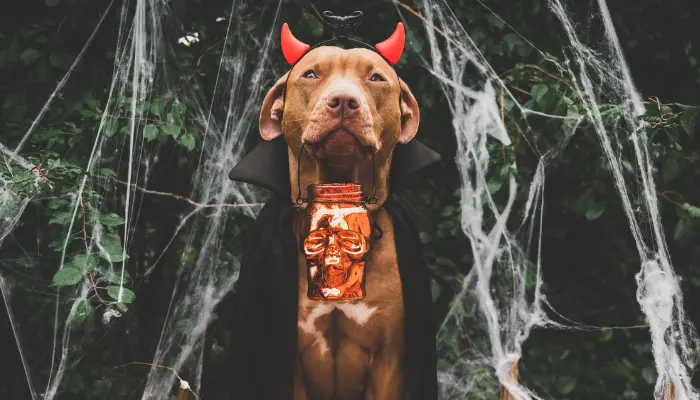 Algunos perros por su apariencia pueden dar miedo