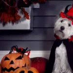 disfraces para mascotas en halloween