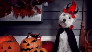 disfraces para mascotas en halloween