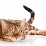 El gato bengala es una raza de gato exótico