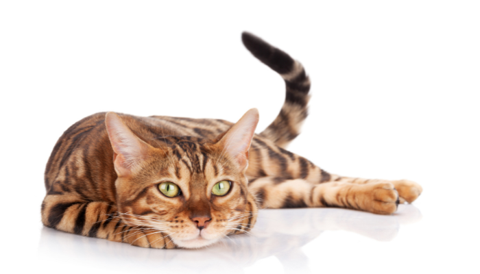 El gato bengala es una raza de gato exótico