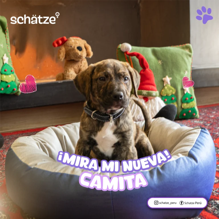 Schatze 8 768x768