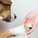 los primeros auxilios en caso de fracturas y quemaduras son fundamentales