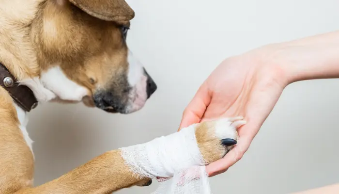 los primeros auxilios en caso de fracturas y quemaduras son fundamentales