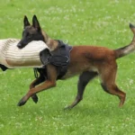 El Schutzhund se considera un deporte canino