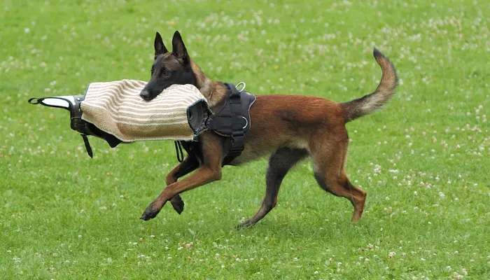 El Schutzhund se considera un deporte canino