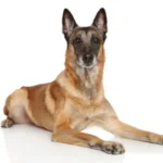 El pastor belga malinois es un perro atlético e inteligente