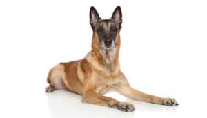 El pastor belga malinois es un perro atlético e inteligente