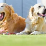 ¿Por que a mi perro le gusta tomar sol? Descúbrelo