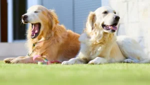 ¿Por que a mi perro le gusta tomar sol? Descúbrelo