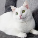 El gato angora turco destaca por su belleza