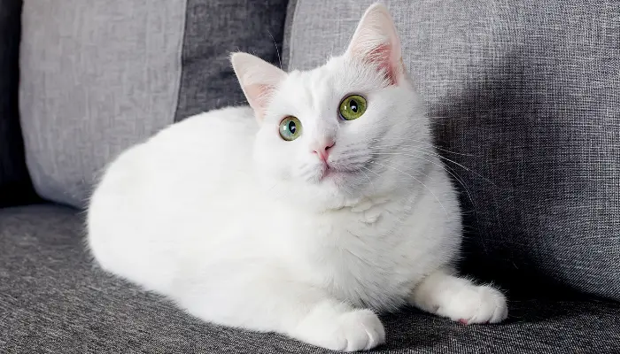 El gato angora turco destaca por su belleza