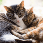 Es importante conocer como funciona el ciclo reproductivo de los gatos