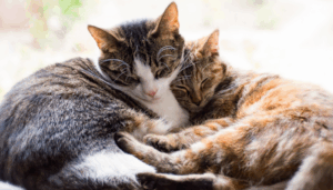 Es importante conocer como funciona el ciclo reproductivo de los gatos