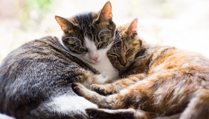 Es importante conocer como funciona el ciclo reproductivo de los gatos