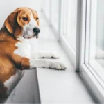 la depresión en mascotas si no se detecta a tiempo trae muchas consecuencias