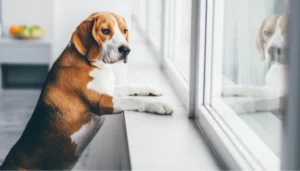 la depresión en mascotas si no se detecta a tiempo trae muchas consecuencias