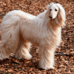El perro afgano es conocido por su elegancia