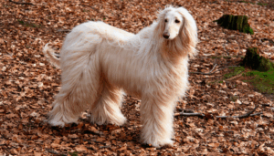 El perro afgano es conocido por su elegancia