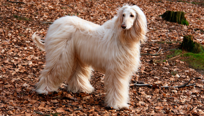 El perro afgano es conocido por su elegancia