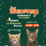 Asisite este 07/12/2025 al gatomania en santiago de surco