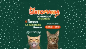 Asisite este 07/12/2025 al gatomania en santiago de surco