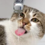 Los gatos toman agua aunque pareciera que no les gusta