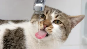 Los gatos toman agua aunque pareciera que no les gusta