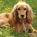 El Cocker Spaniel es conocido por su amabilidad y cariño