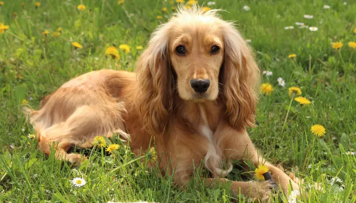 El Cocker Spaniel es conocido por su amabilidad y cariño