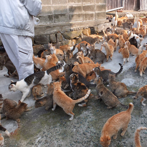 Gatos dentro de la isla de Aoshima en Japón
