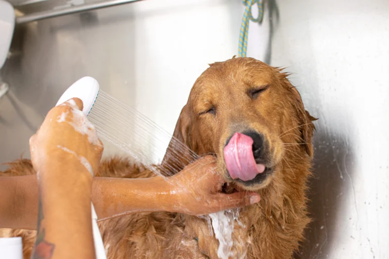 Perroneta Img establecimiento 2 768x512