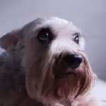 El estrés en tu perro lo puedes estar causando tu mismo