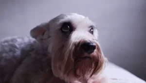 El estrés en tu perro lo puedes estar causando tu mismo