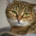 La domesticación de los gatos puede ser un misterio