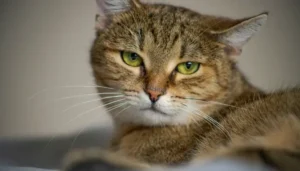 La domesticación de los gatos puede ser un misterio