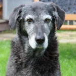 una pastilla para perros para retrasar el envejecimiento